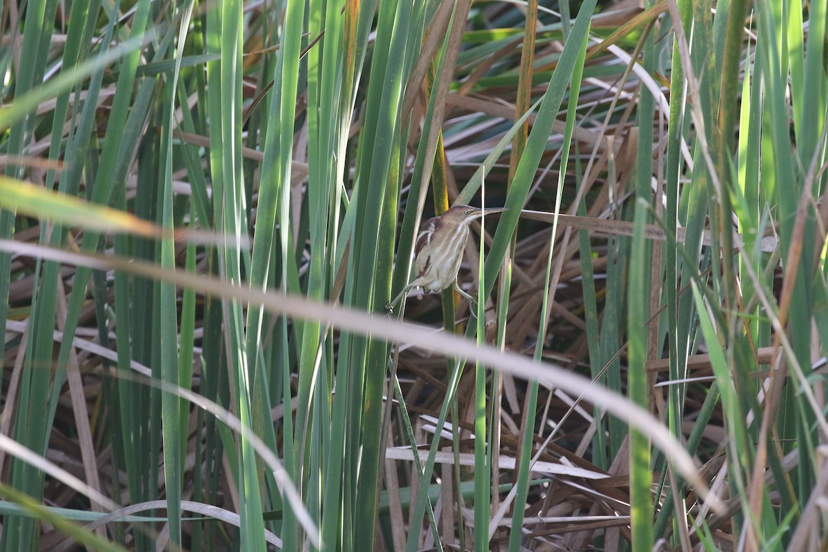 Least Bittern - ML646579424