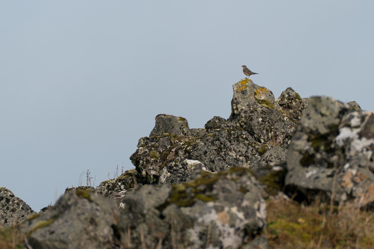 קיכלי נודד - ML646579425