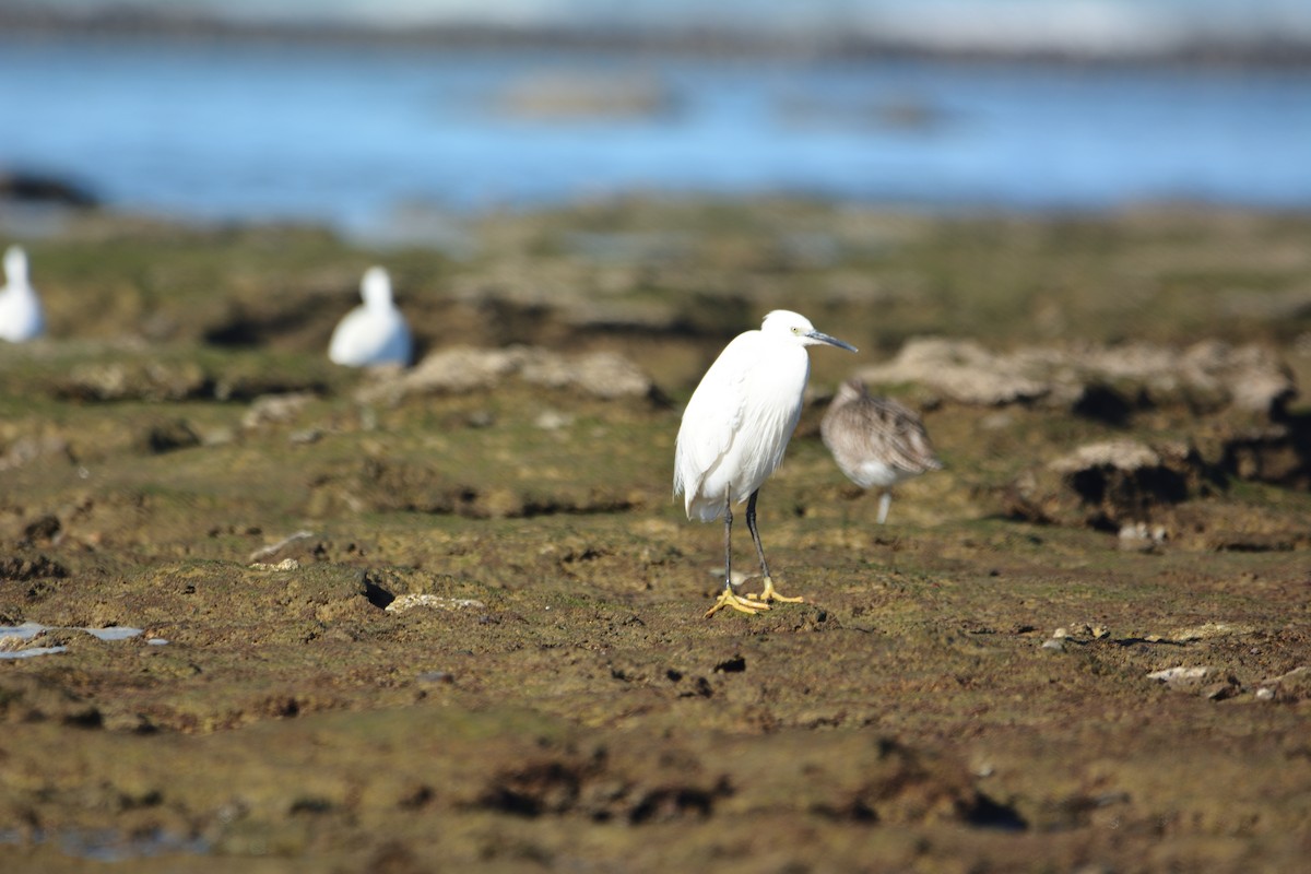 volavka stříbřitá - ML646579428