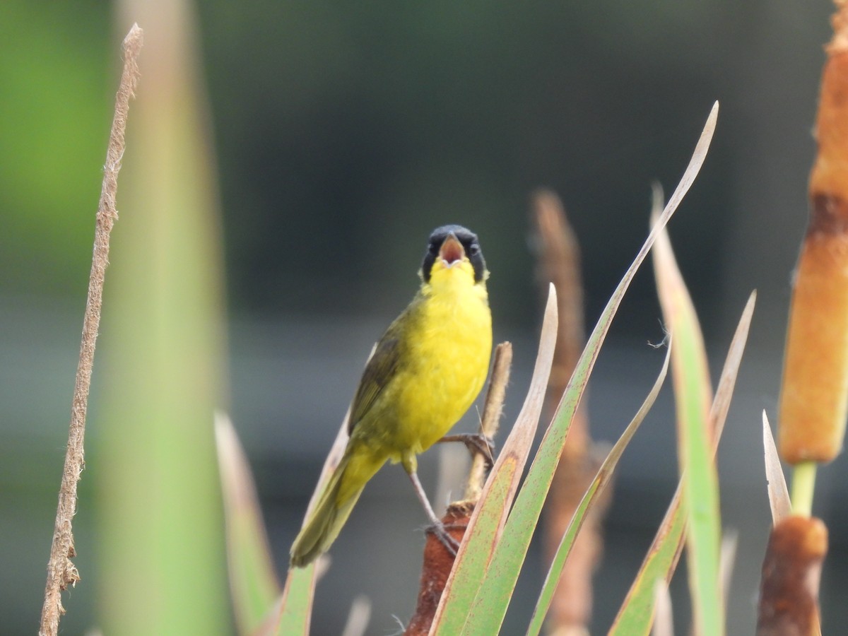 Жовтогорлик східний - ML646579433