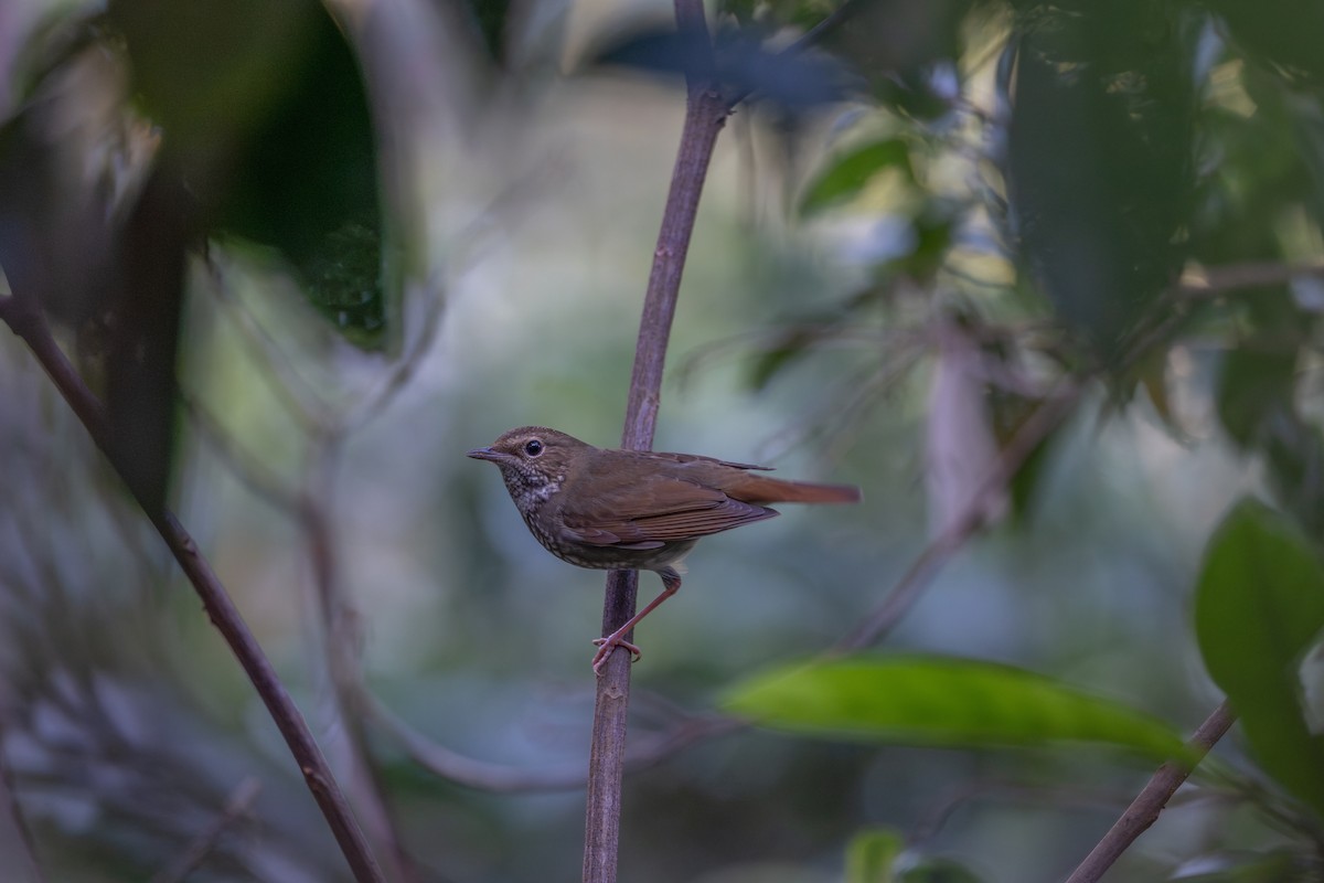 Соловей-свистун - ML646579434