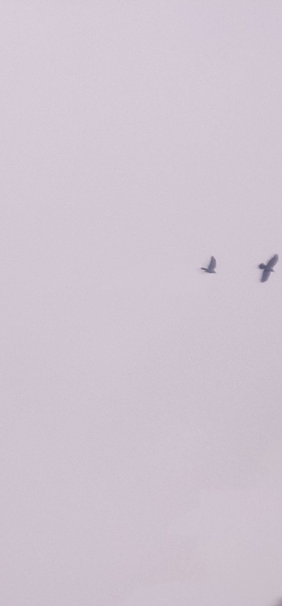 Ekin Kargası - ML646579435