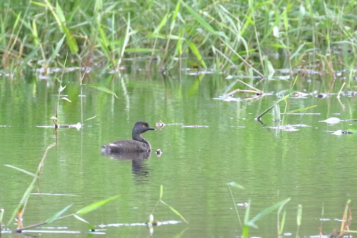 Least Grebe - ML646579436