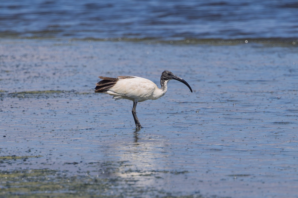 埃及聖䴉 - ML646579438