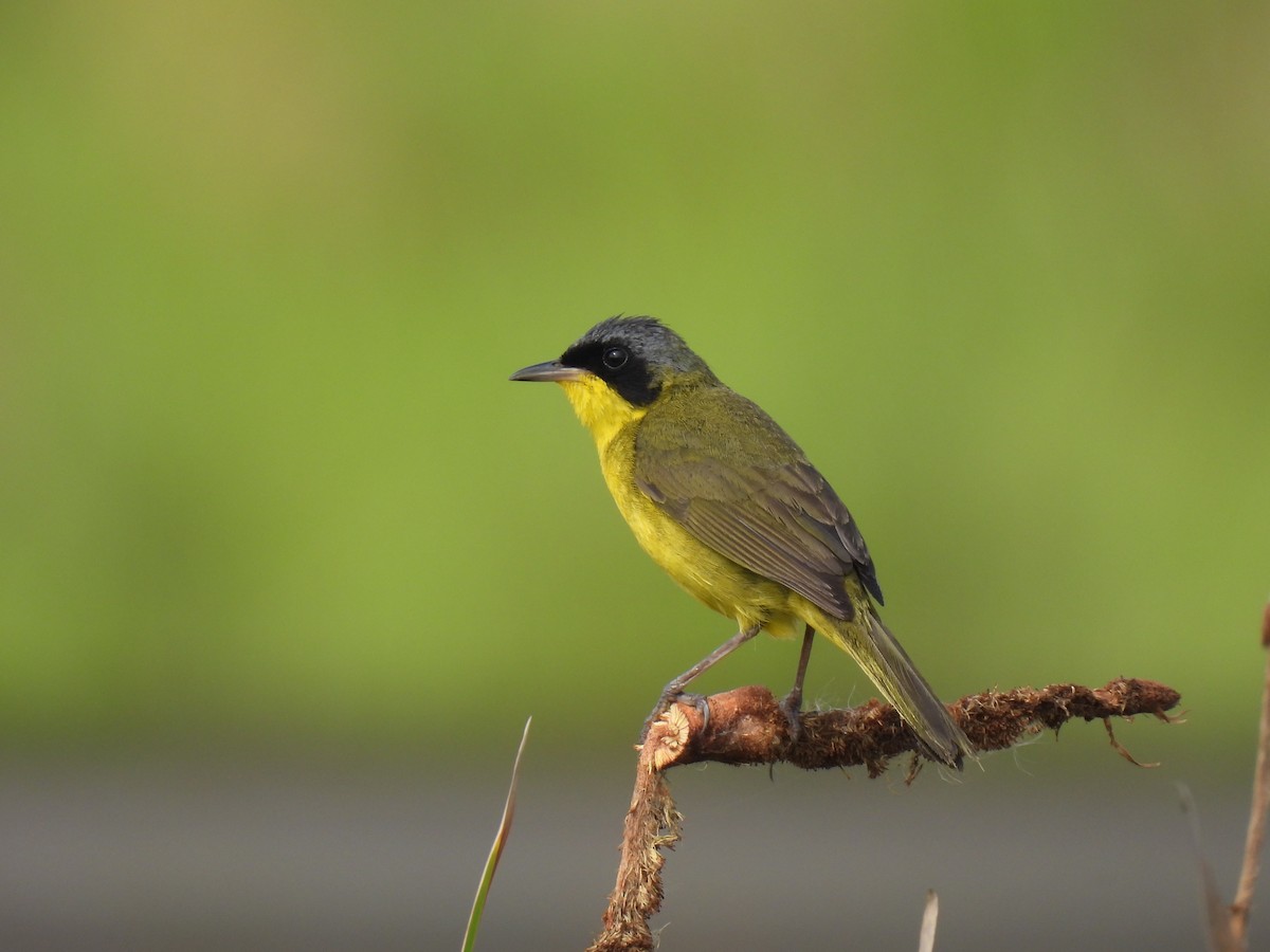 Жовтогорлик східний - ML646579440