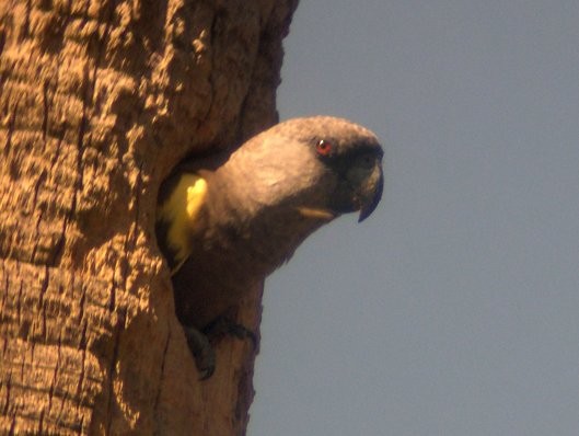 Rüppell's Parrot - ML646579447