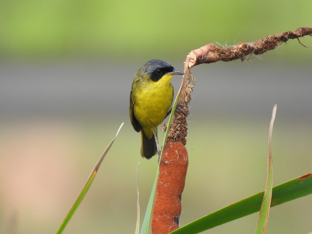 Жовтогорлик східний - ML646579450