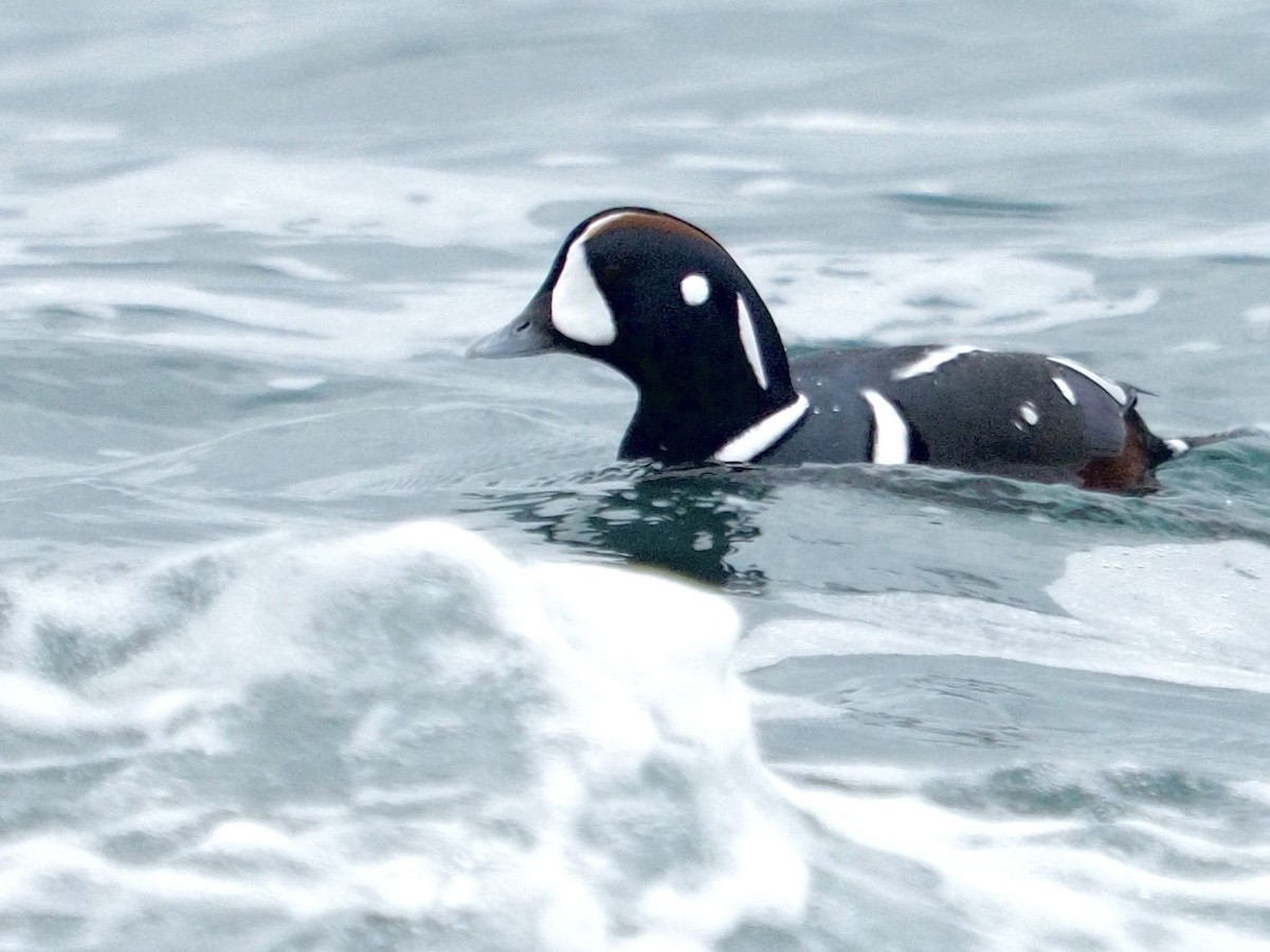 Ahate arlekina - ML646579453