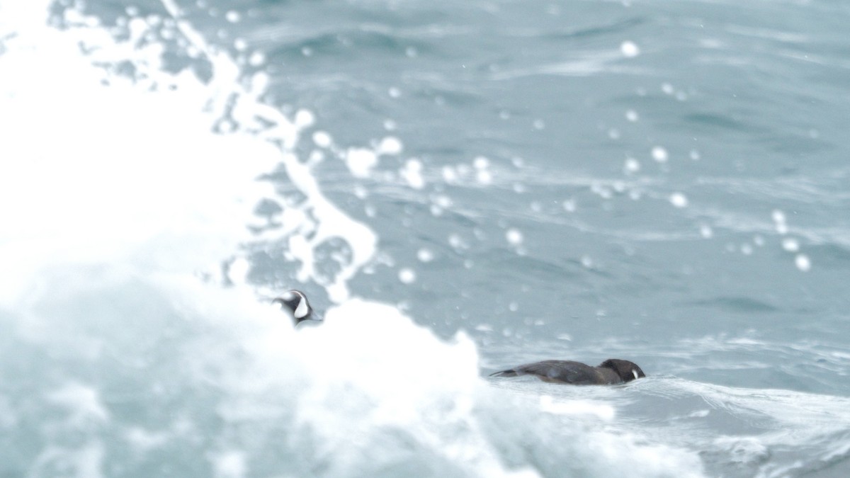 Ahate arlekina - ML646579454