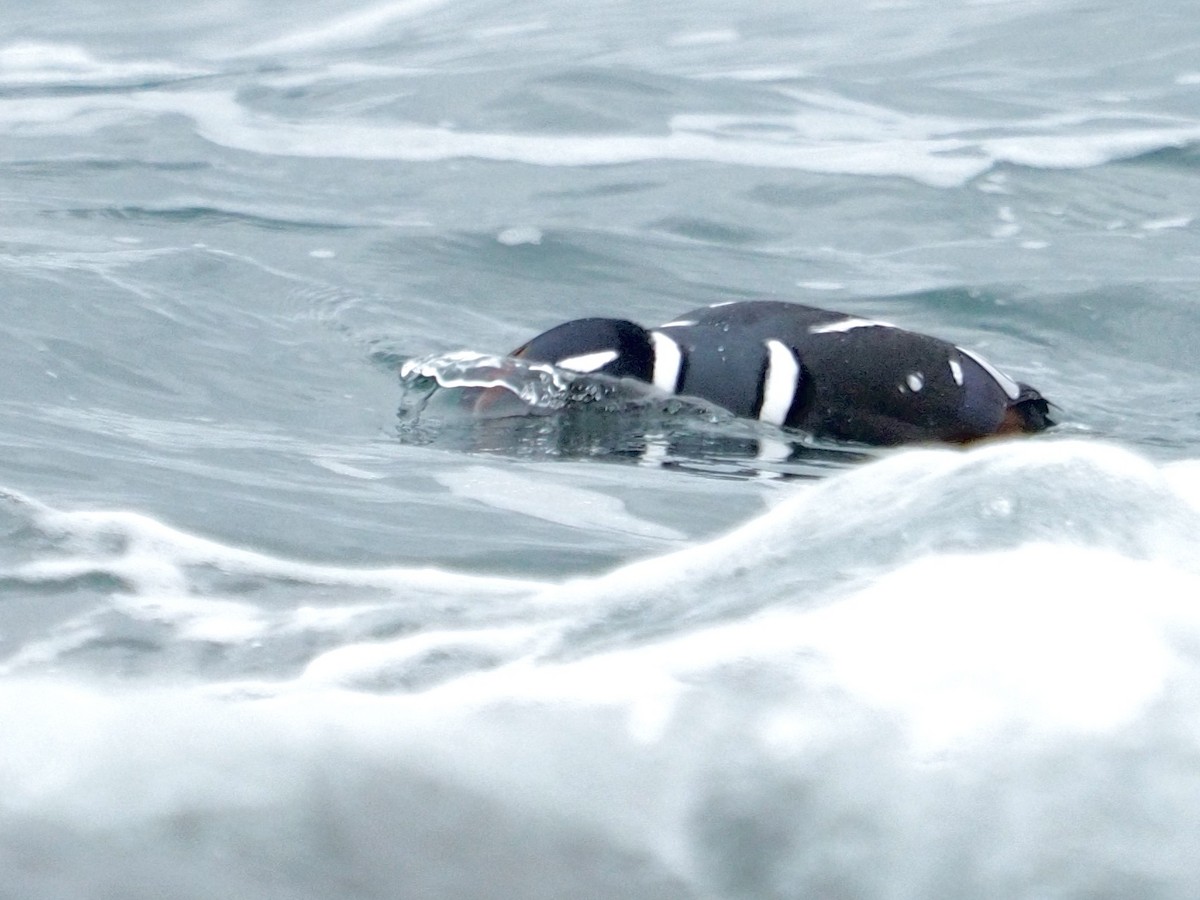 Ahate arlekina - ML646579455