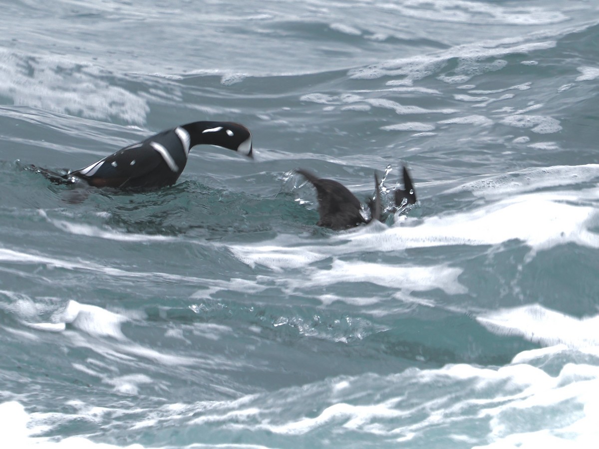 Ahate arlekina - ML646579456