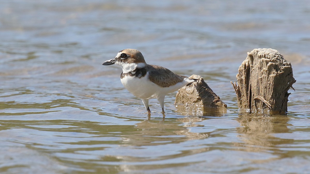 ウィルソンチドリ - ML646579466