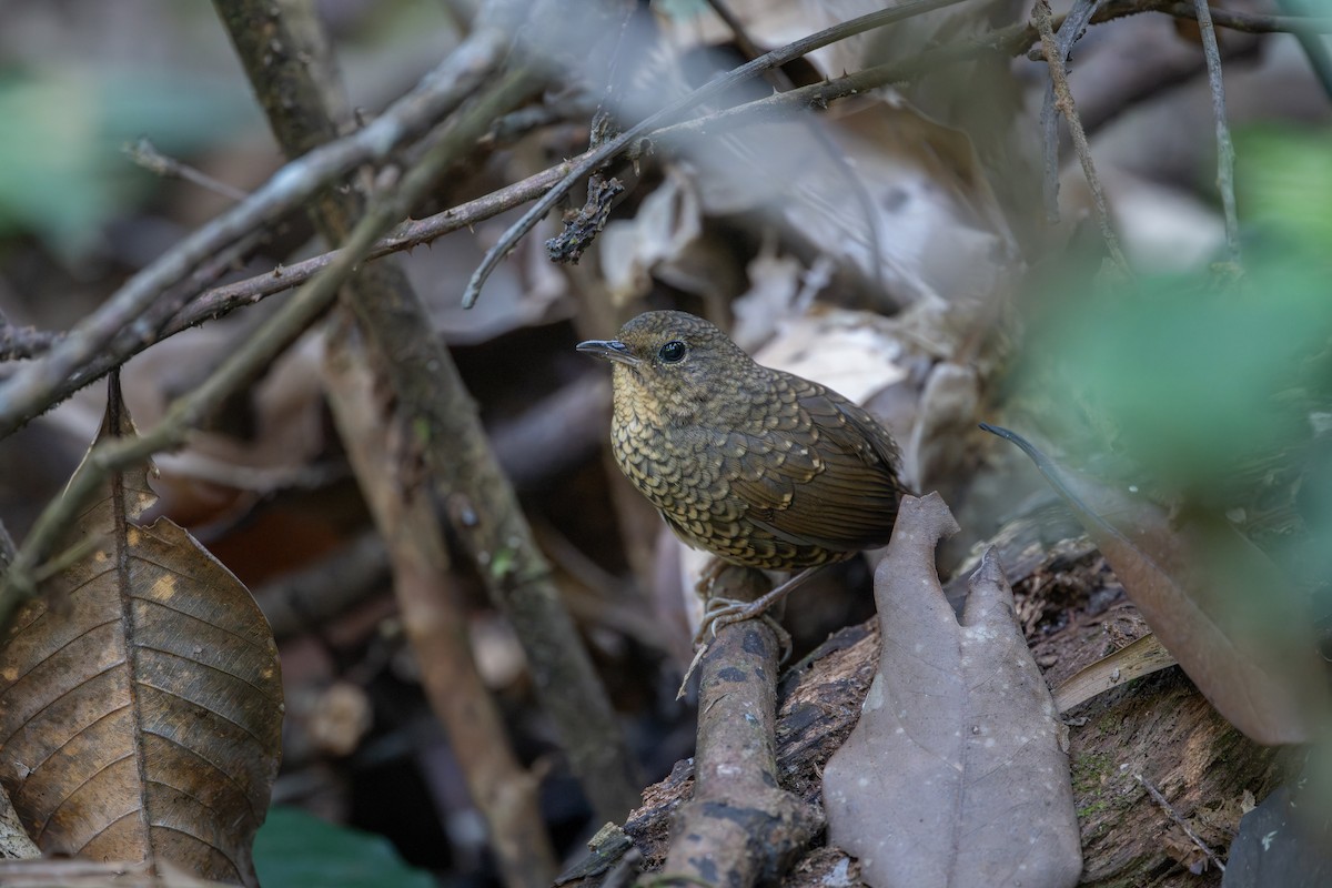 Малая бесхвостка - ML646579474