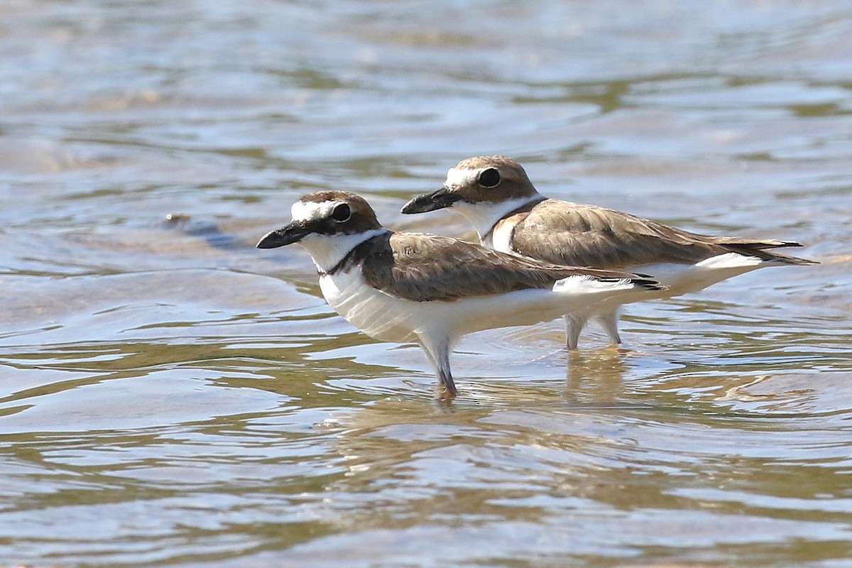 ウィルソンチドリ - ML646579476