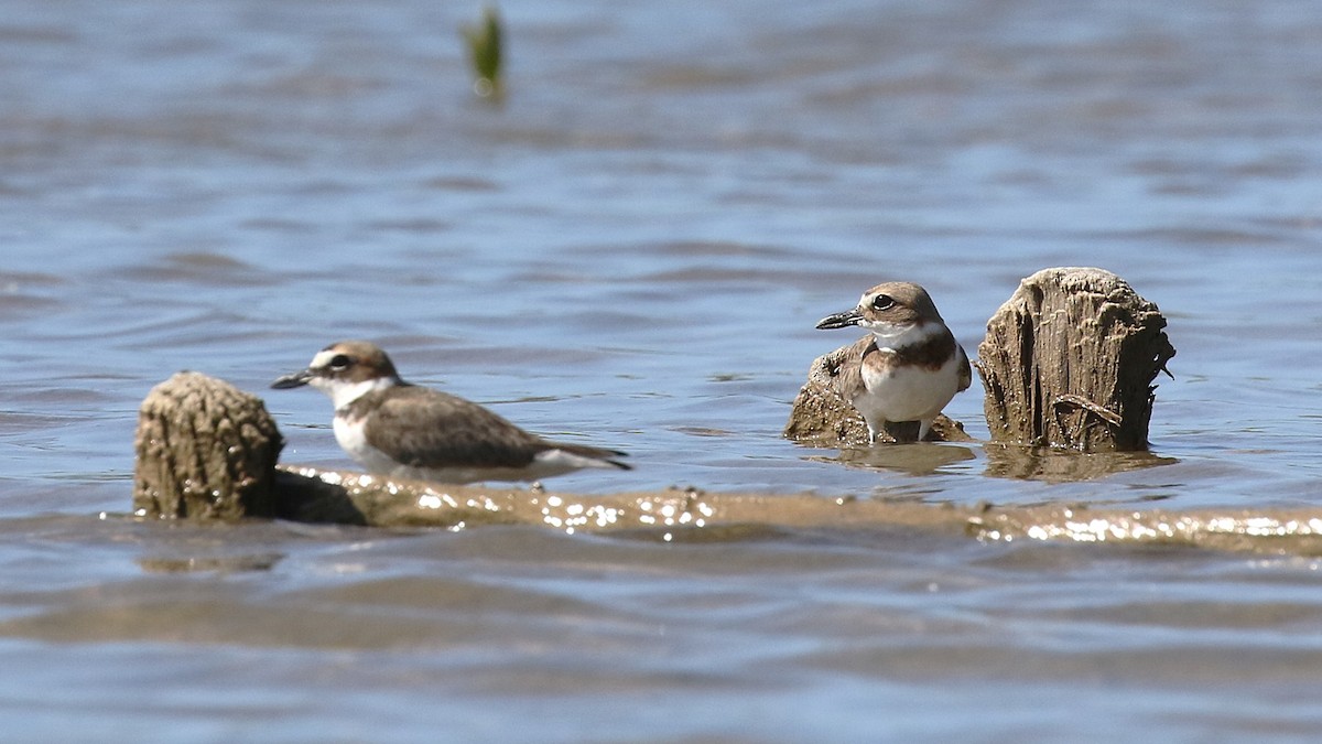 ウィルソンチドリ - ML646579477