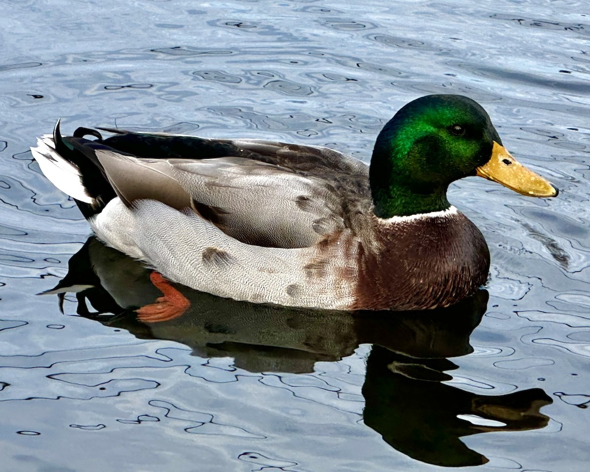 Mallard - ML646579478