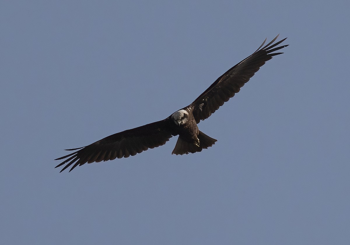 Western Marsh Harrier - ML646579479