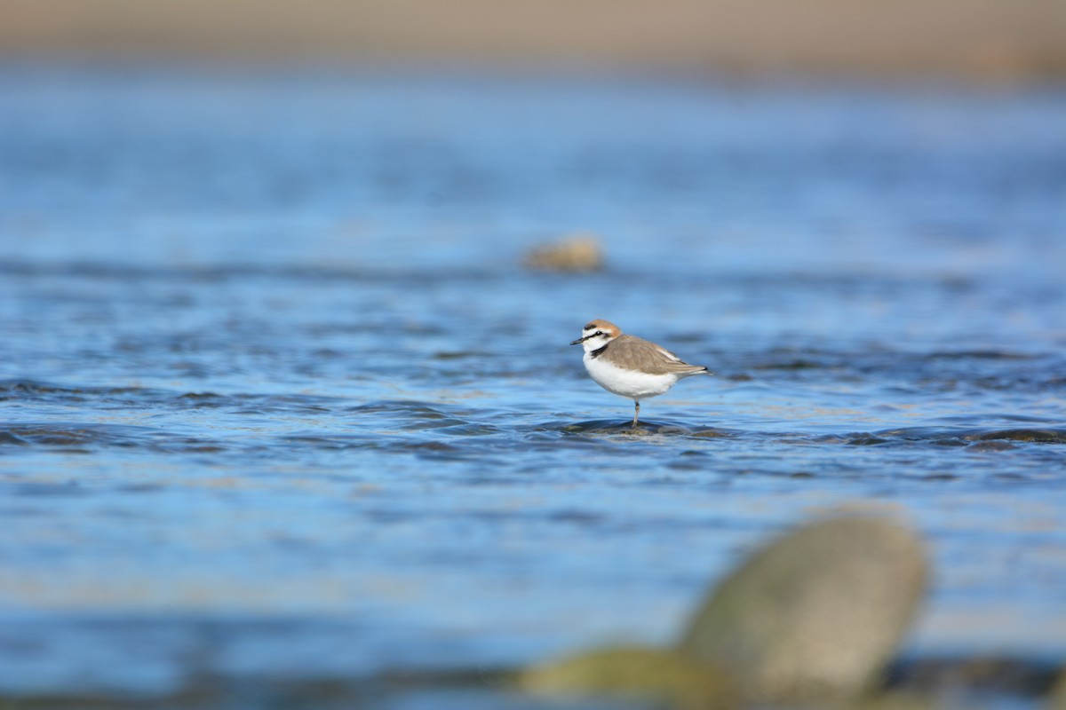 kulík mořský - ML646579482