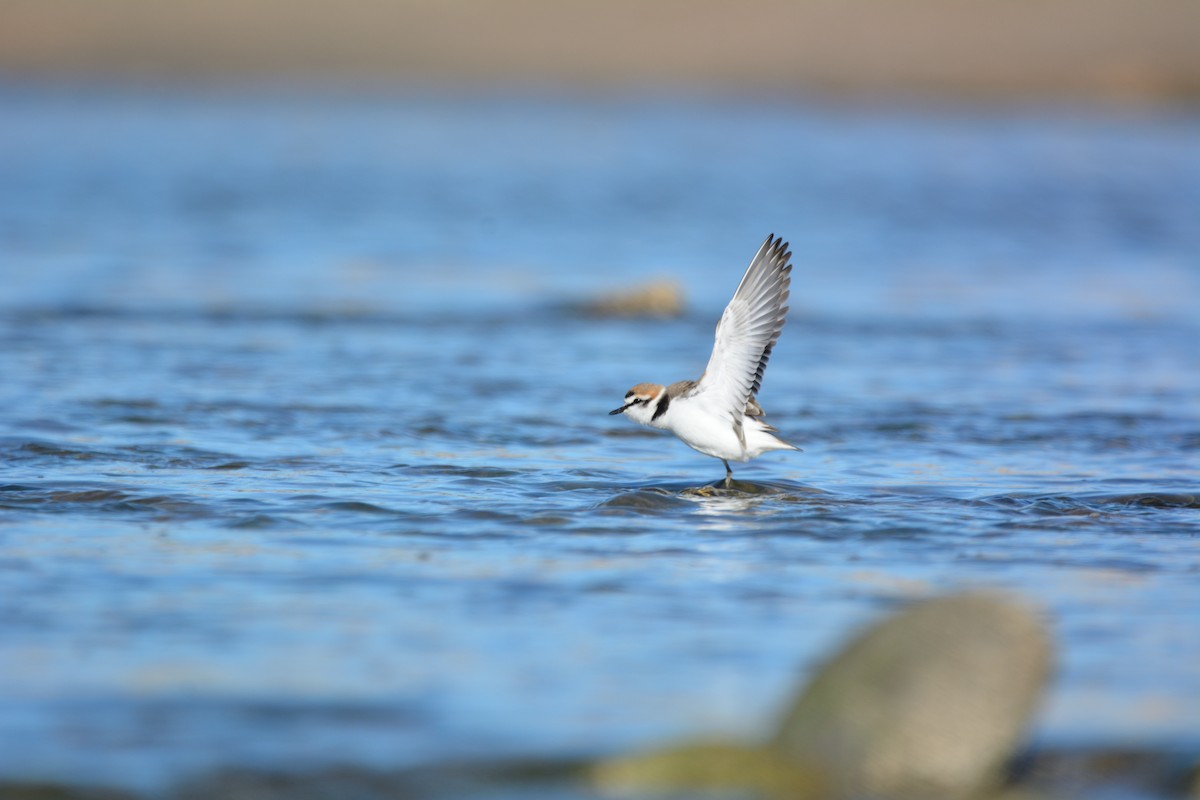 kulík mořský - ML646579483