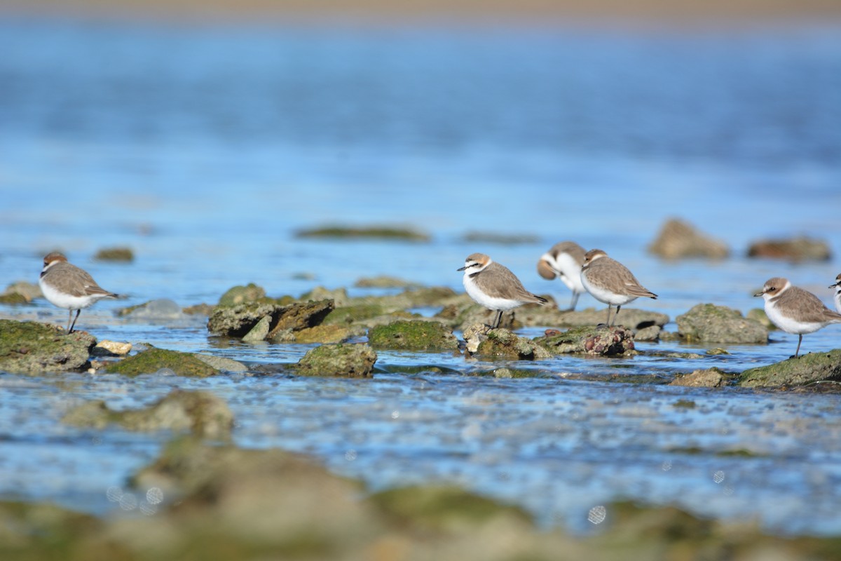 kulík mořský - ML646579484