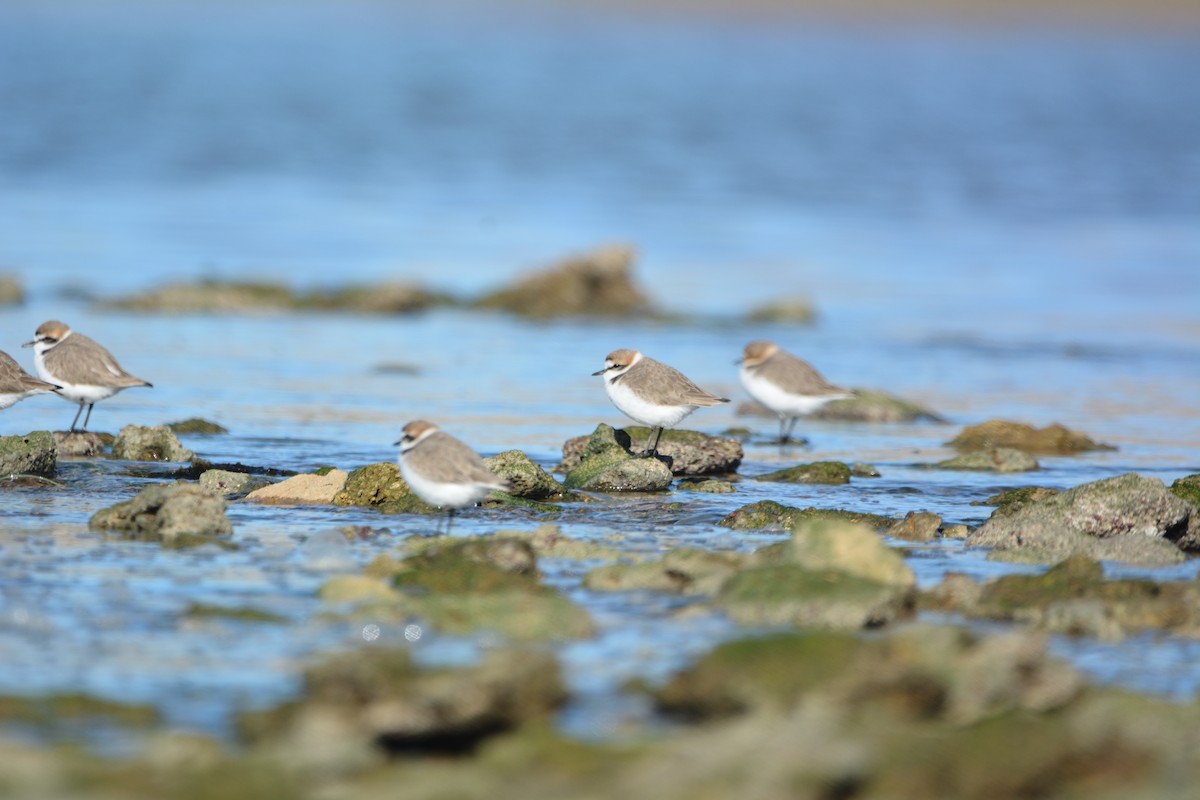 kulík mořský - ML646579485