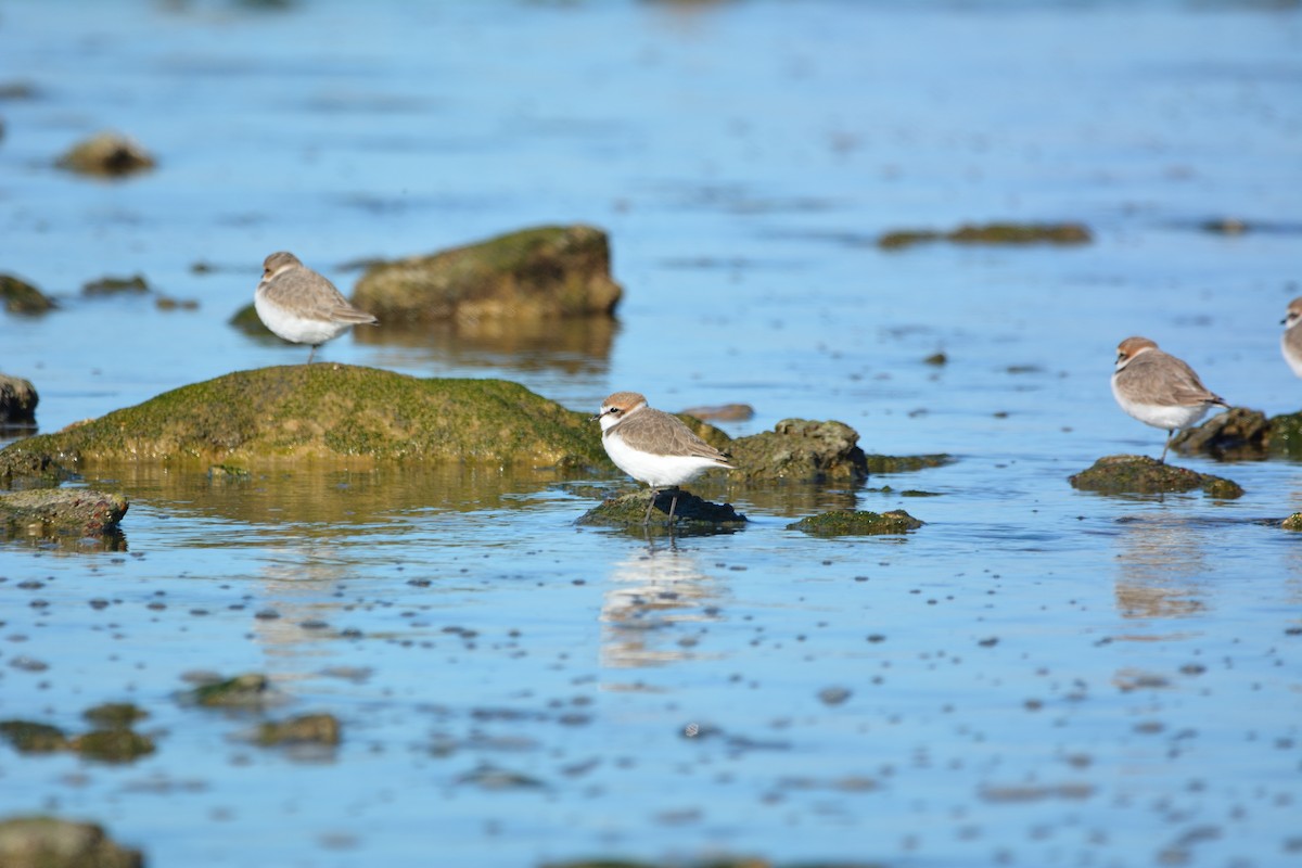 kulík mořský - ML646579486