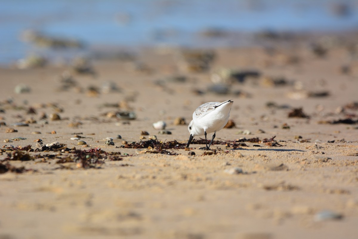 jespák písečný - ML646579487