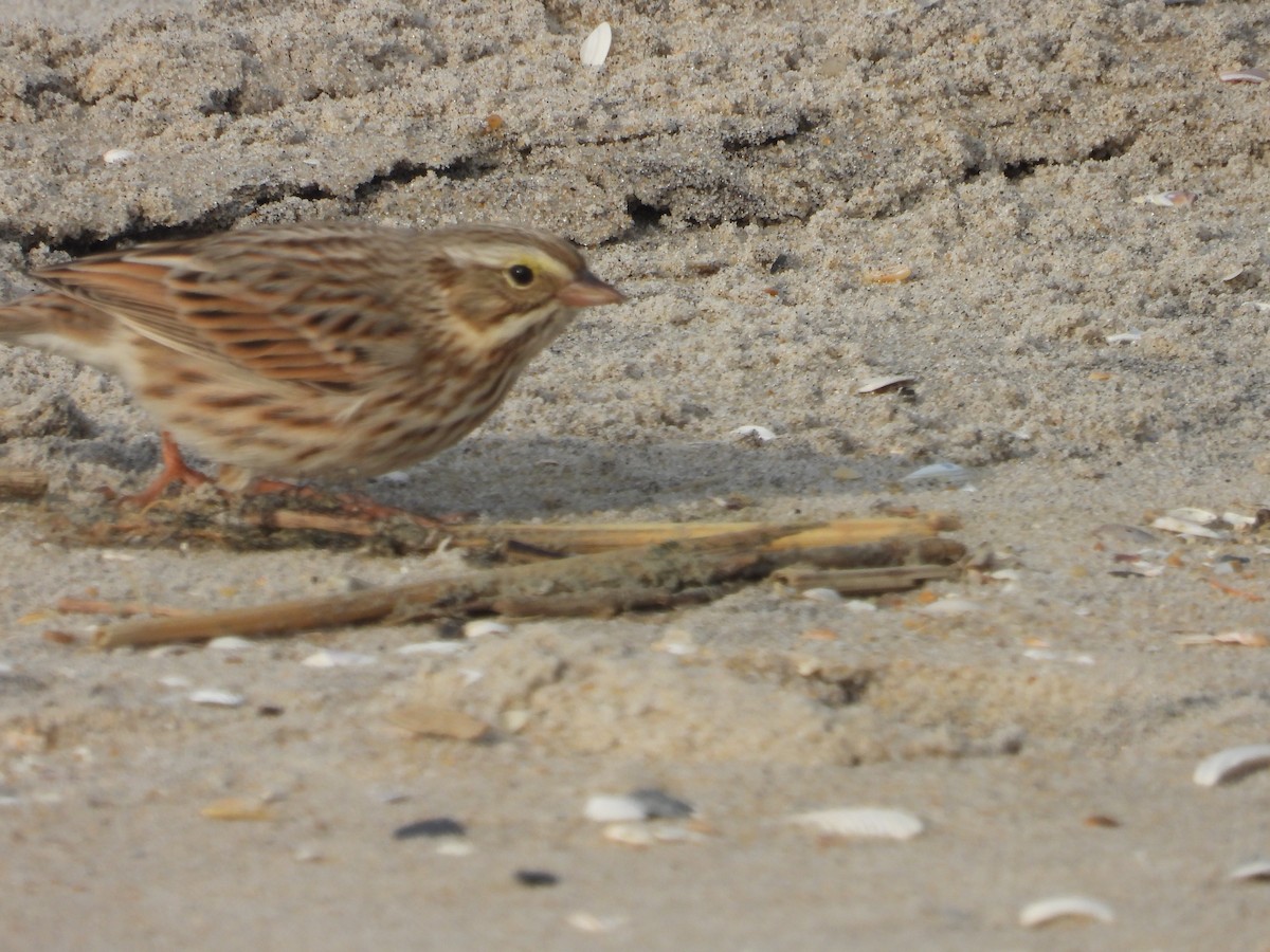 Savannah Serçesi (princeps) - ML646579489