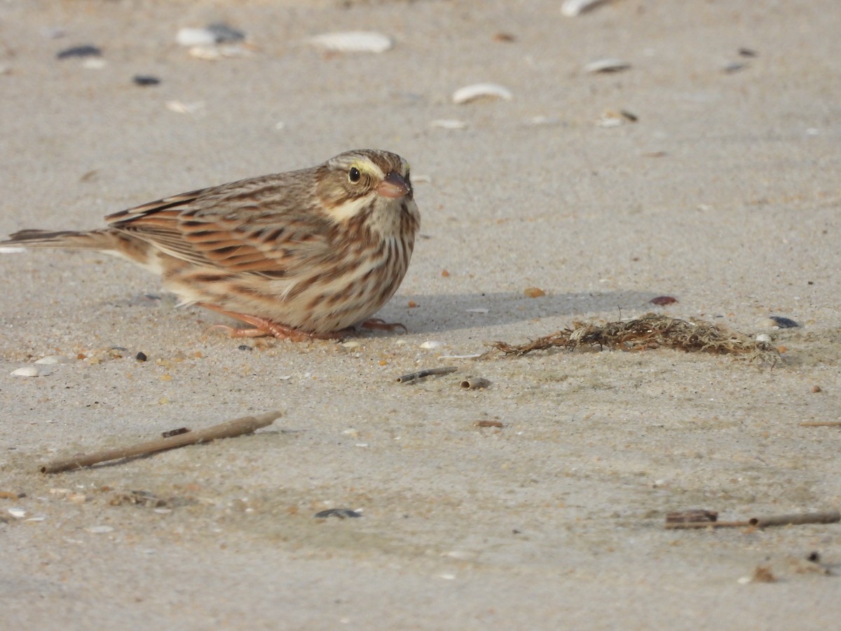 Savannah Serçesi (princeps) - ML646579490