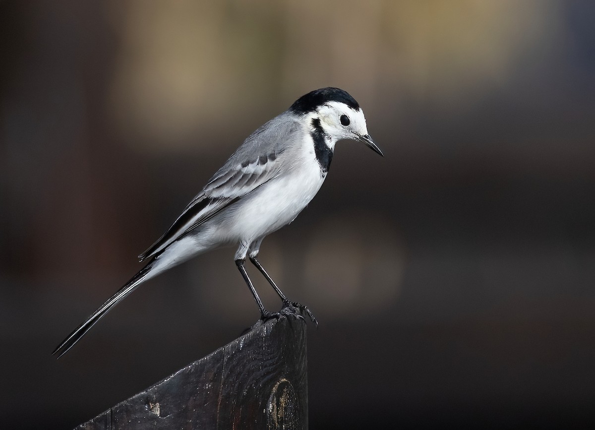 White Wagtail - ML646579491