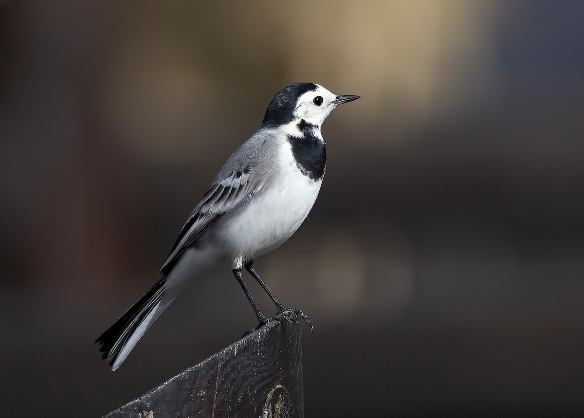 White Wagtail - ML646579492