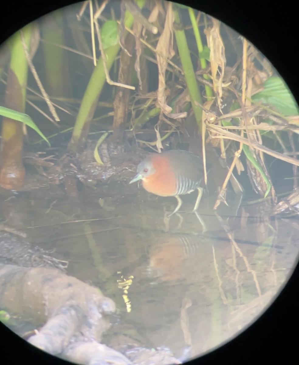 Boyalı Kızıl Yelve - ML646579494