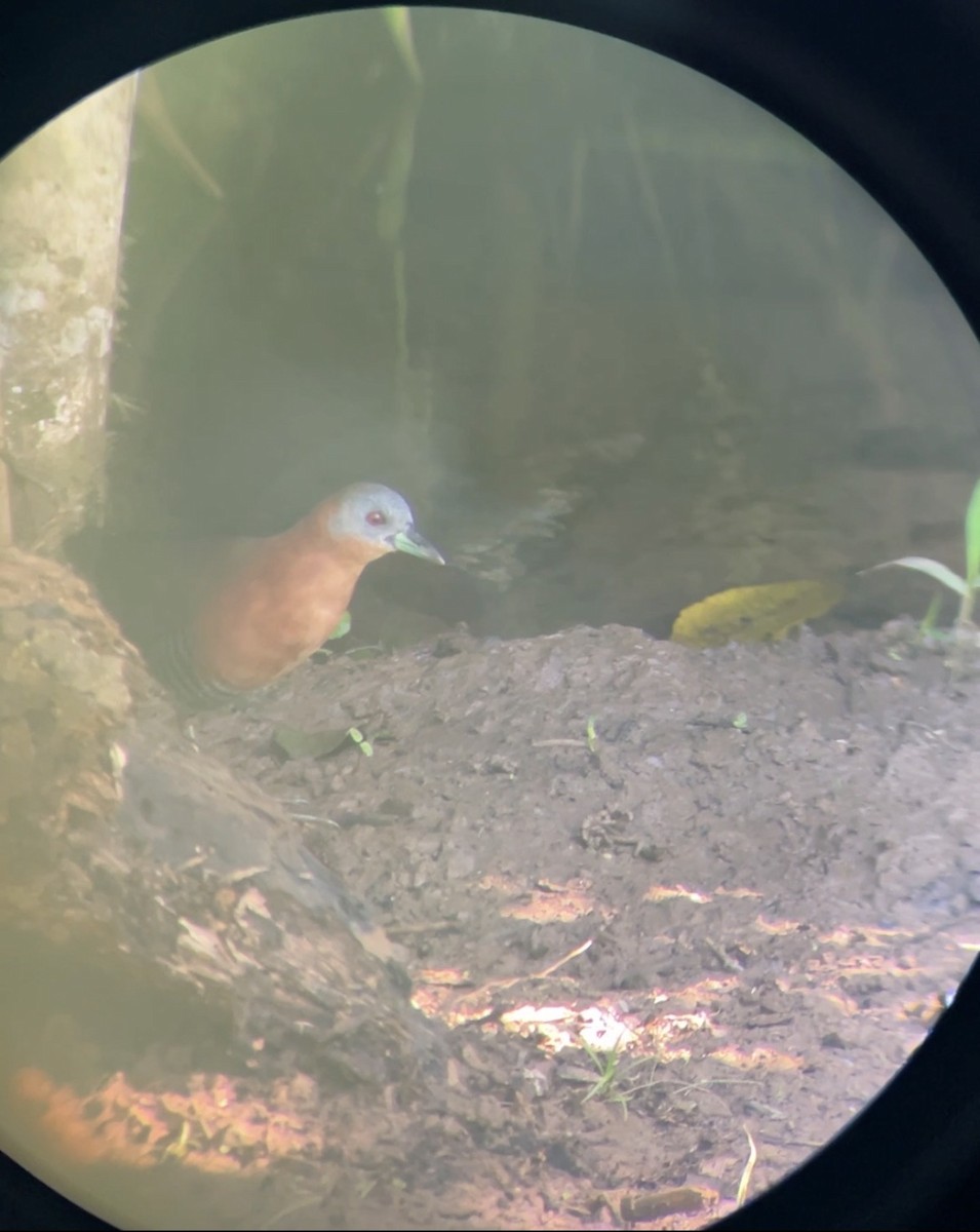 White-throated Crake - ML646579495