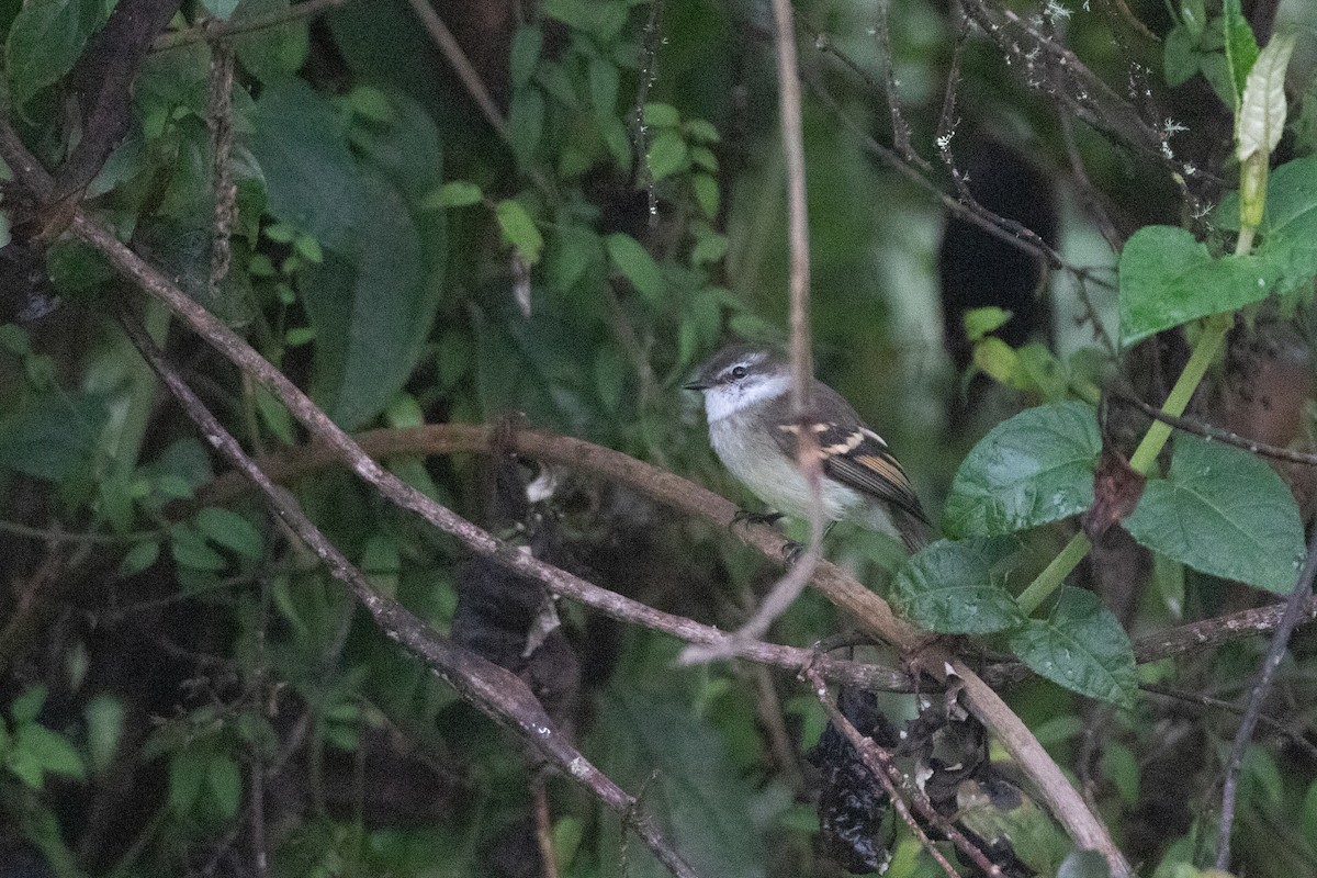 Ak Boğazlı Tiranulet - ML646579497