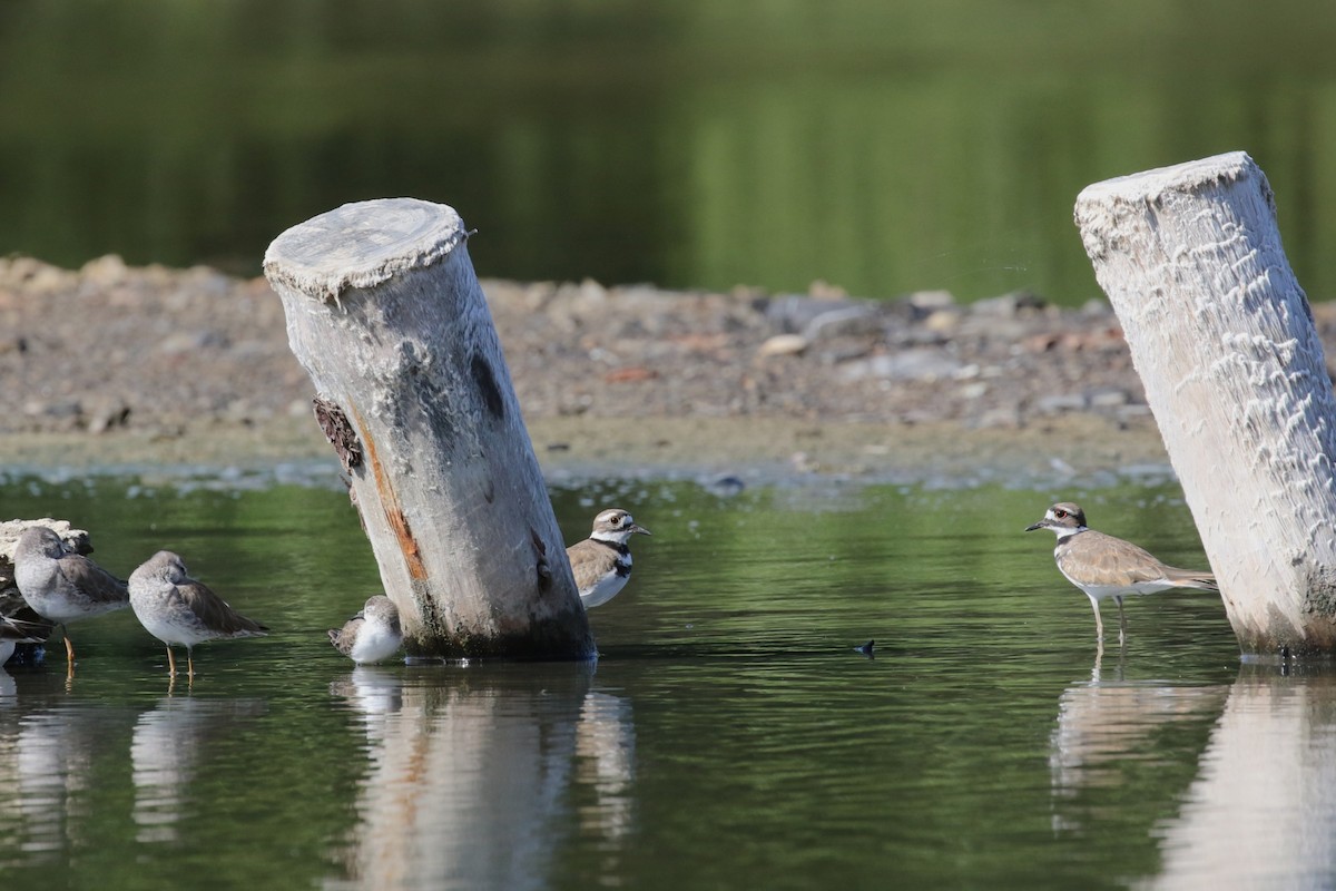 Çayır Cılıbıtı - ML646579498