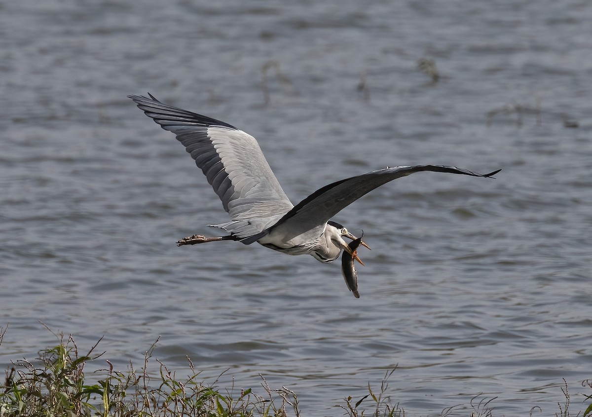 Gri Balıkçıl - ML646579501