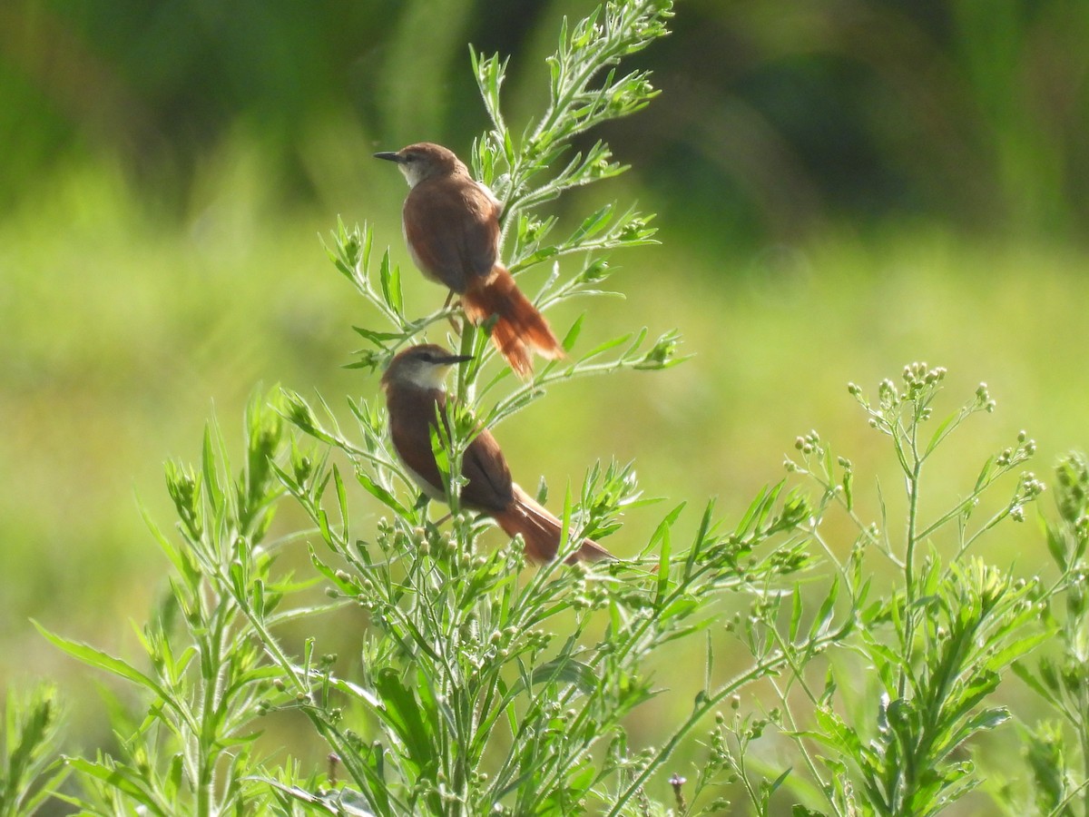 Sarı Gıdılı Dikenkuyruk - ML646579502