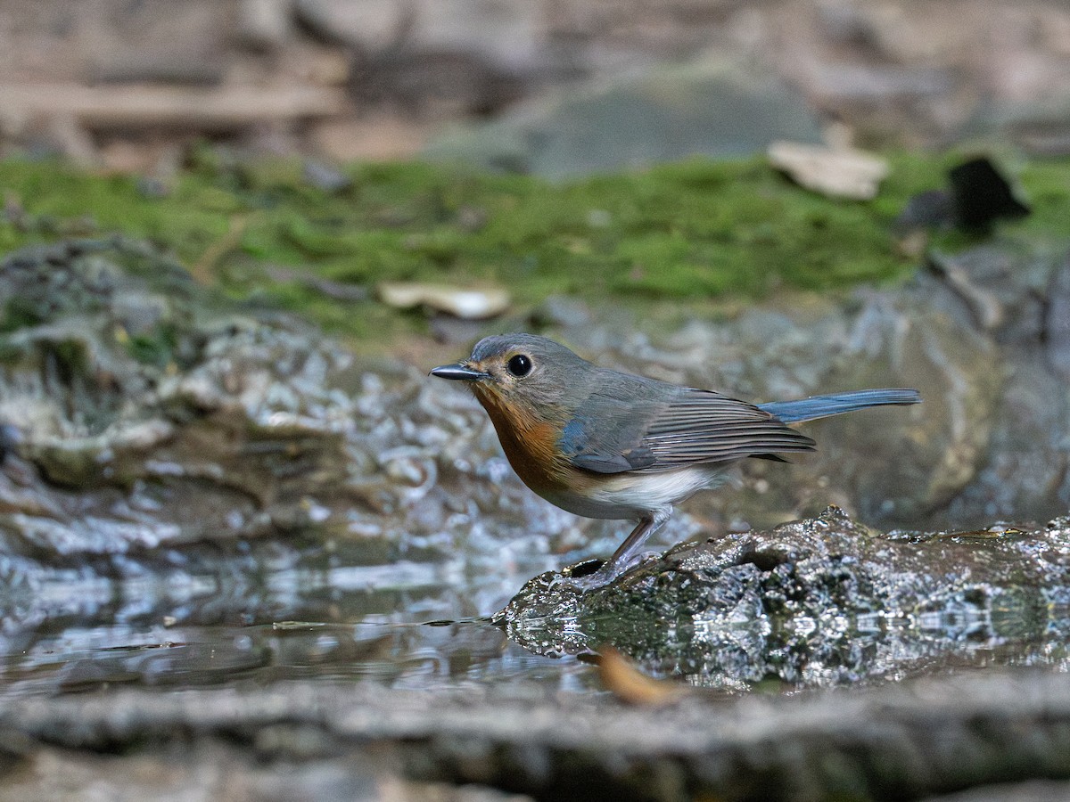 Çinhindi Mavi Sinekkapanı - ML646579503