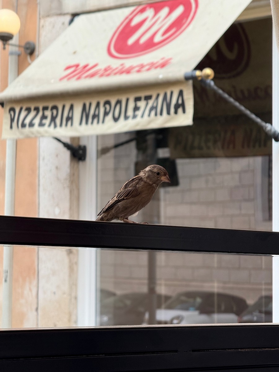 İtalyan Serçesi - ML646579506