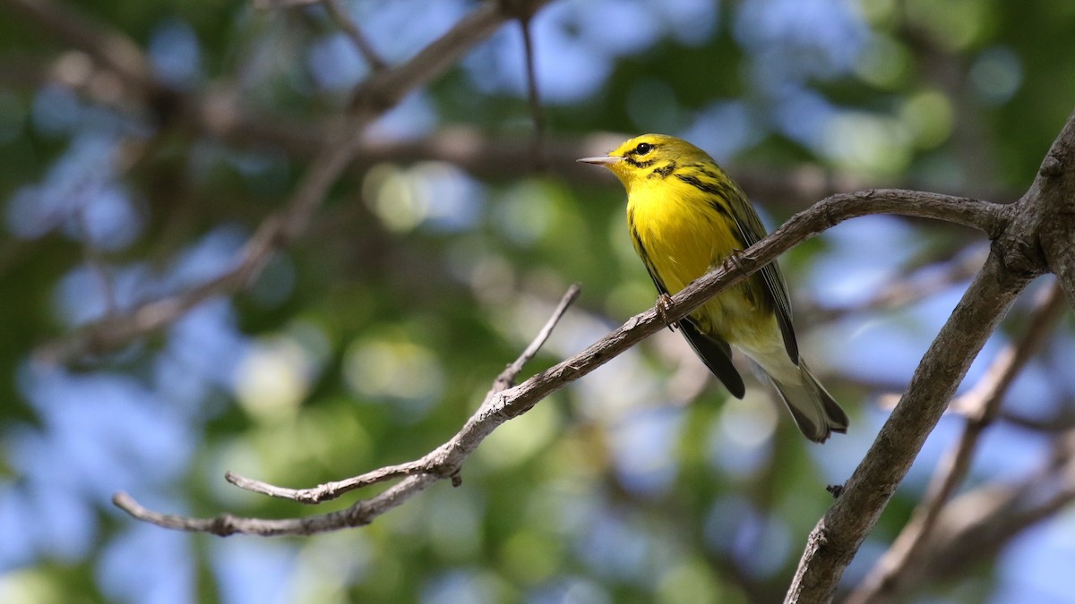 Preri Ötleğeni - ML646579508