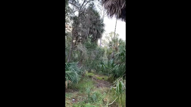 Doğulu Puhucuk - ML646579509