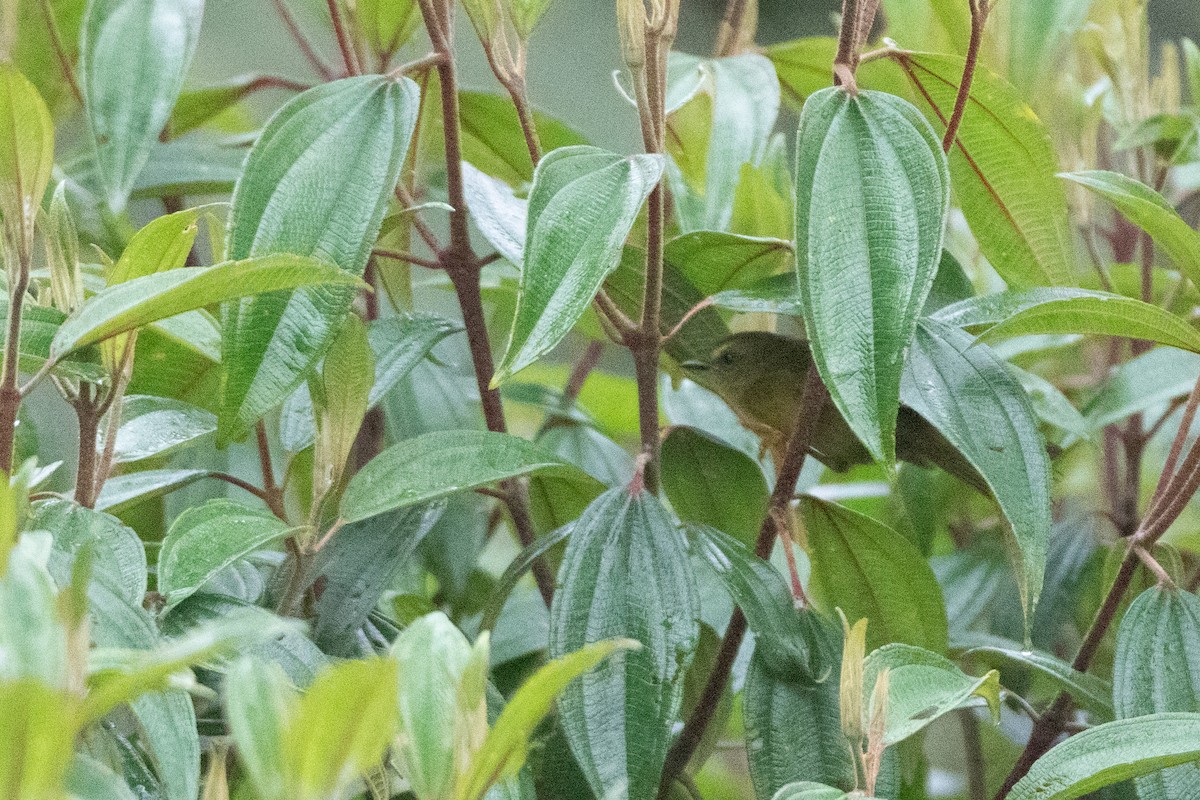 Limoni Ötleğen [luteoviridis grubu] - ML646579510