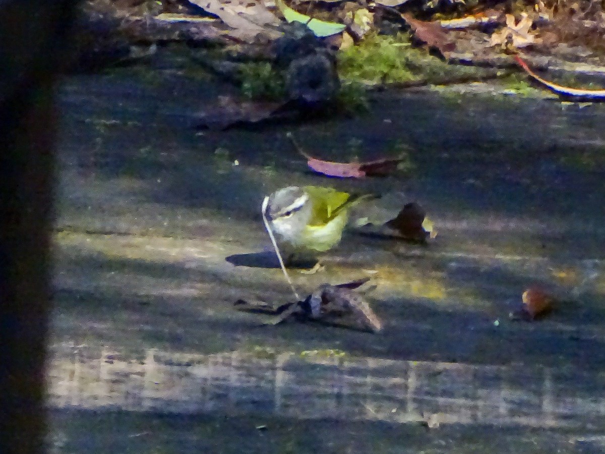 Sarı Karınlı Ötleğen - ML646579513