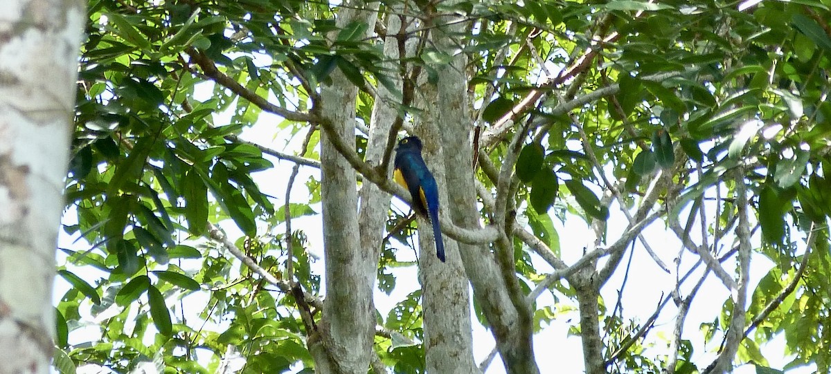 Amazon Trogonu - ML646579514