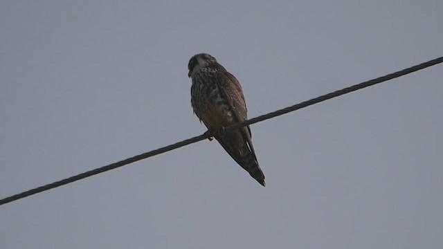 Amur Doğanı - ML646579515