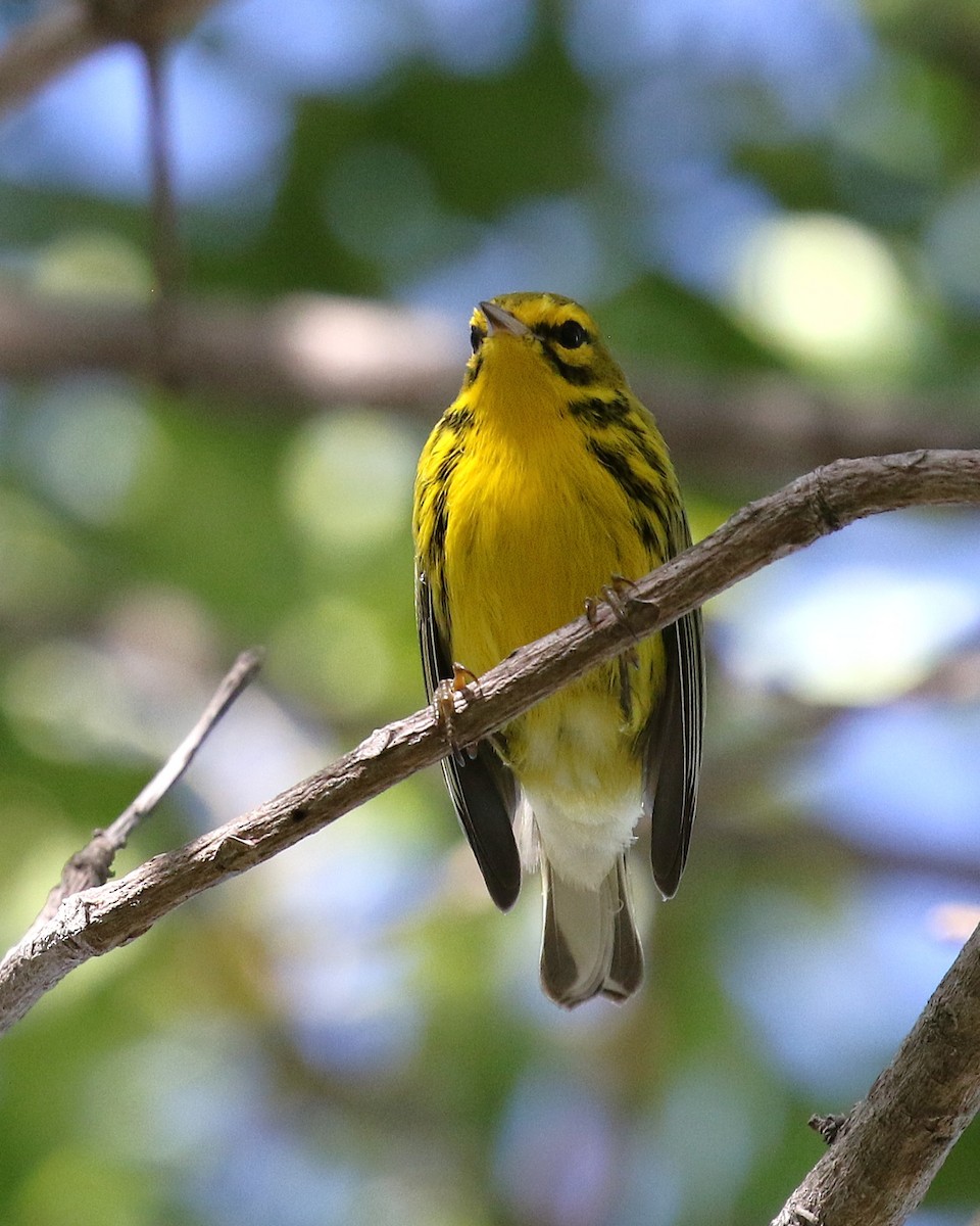 Preri Ötleğeni - ML646579516