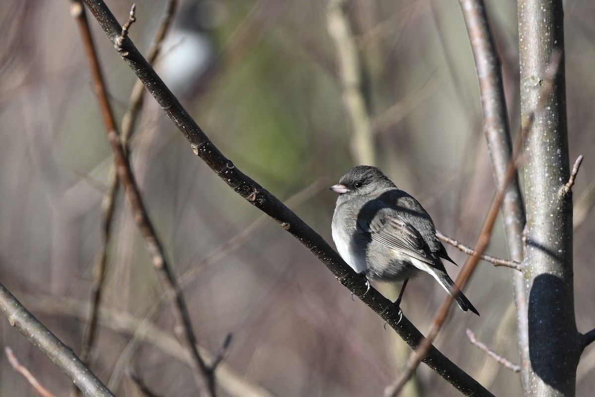 Kara Gözlü Junko (hyemalis/carolinensis) - ML646579517
