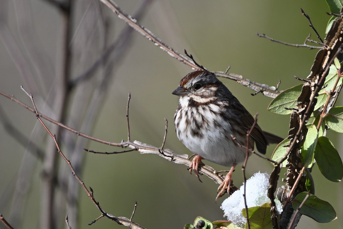 Ötücü Serçe (melodia/atlantica) - ML646579520