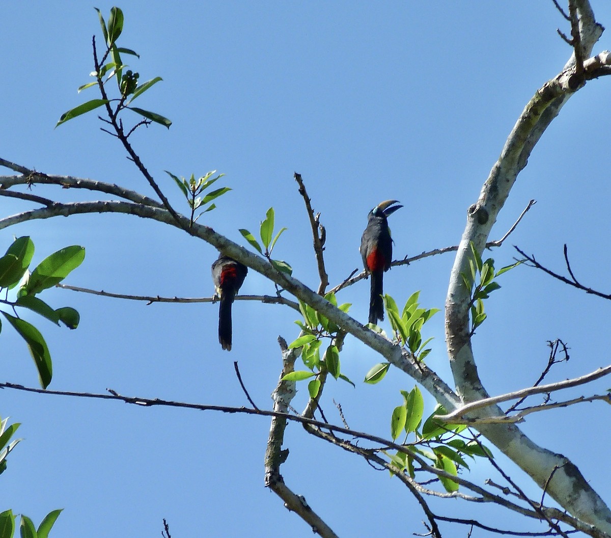 Yazılı Arasari - ML646579523