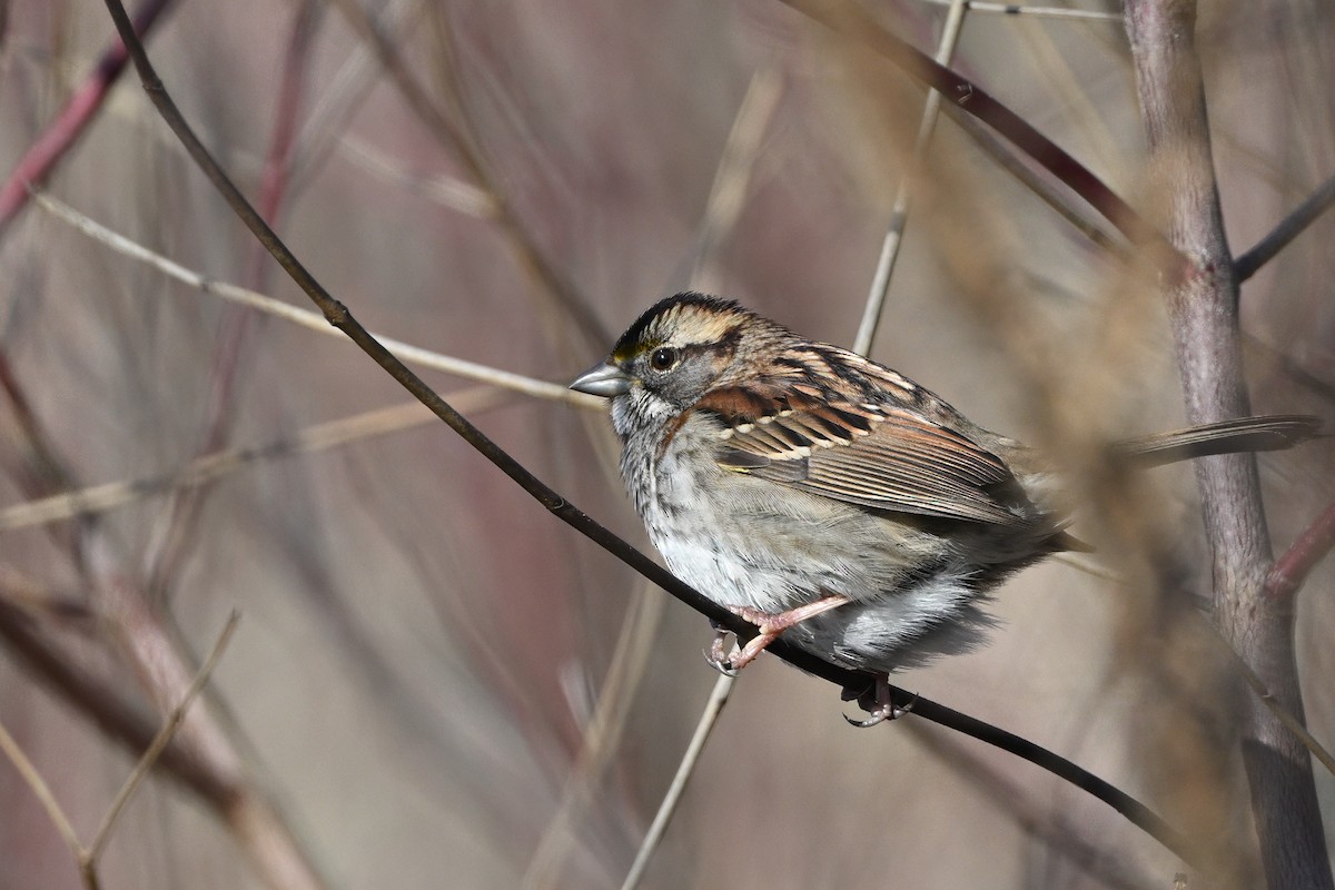 Ak Boğazlı Serçe - ML646579524